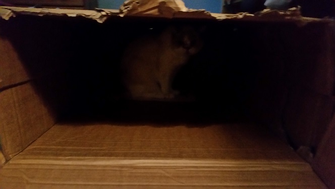 boxwesley