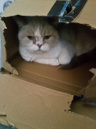box_cat