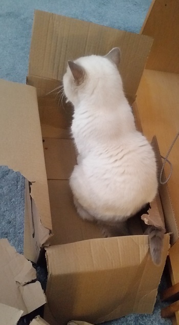 box_cat2