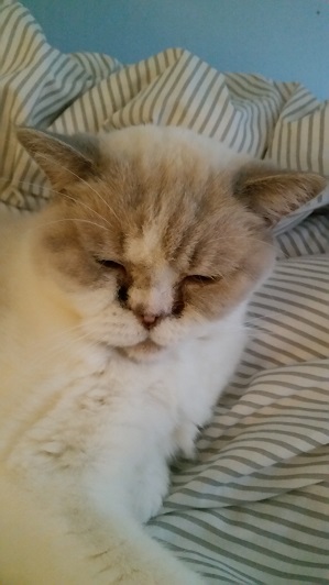 wesleysnooze