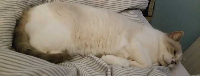 cat2