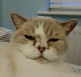 cat3