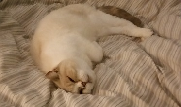 catty